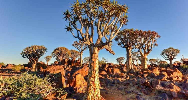 Golden light illuminates a grove of striking quiver trees among red boulders