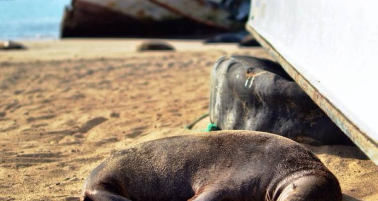 Un joven león marino duerme acurrucado sobre la arena tibia junto a la quilla desgastada de una barca de pesca.