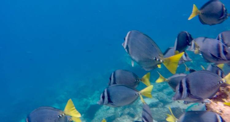 Escuela de peces cirujanos gris azulado con colas amarillas nadan sobre el coral en agua azul cristalina.