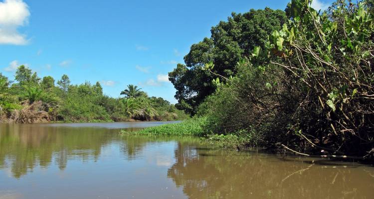 Fleuve calme aux eaux brunes bordé par une végétation tropicale luxuriante sous un ciel bleu éclatant