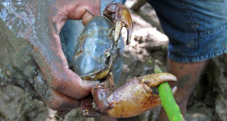 Gros plan d'une main boueuse tenant un crabe de palétuvier vivant pendant la capture