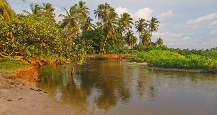 Petite rivière sinueuse bordée de palmiers avec une personne qui pataugue au loin