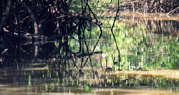 Reflections of tangled mangrove roots in still, dark water