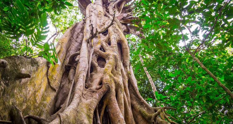 Massive strangler fig tree with twisting roots rising into a lush rainforest canopy.