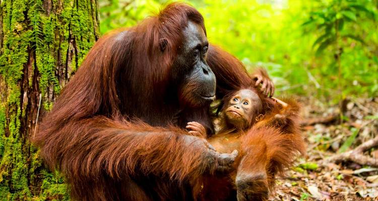 La mamá orangután sosteniendo tiernamente a su bebé en la exuberante selva tropical verde.