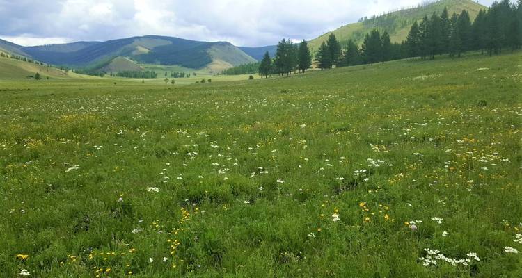 Uitgestrekte alpiene weide met wildflowers die overgaan in beboste hellingen en verre bergtoppen.