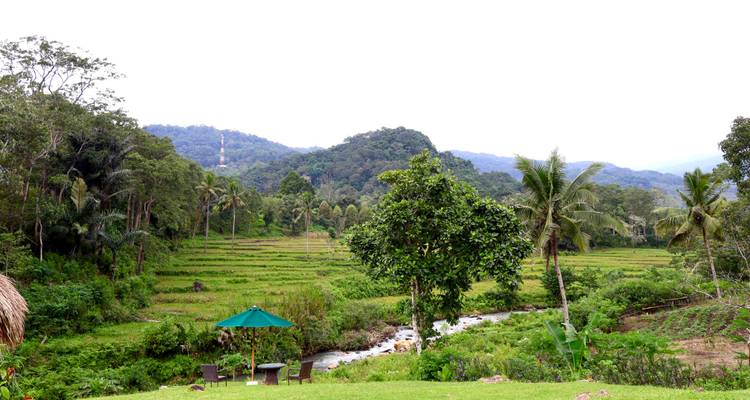 Paisaje abierto de arrozales, un arroyo y colinas boscosas lejanas con un área de asientos bajo una sombrilla verde.