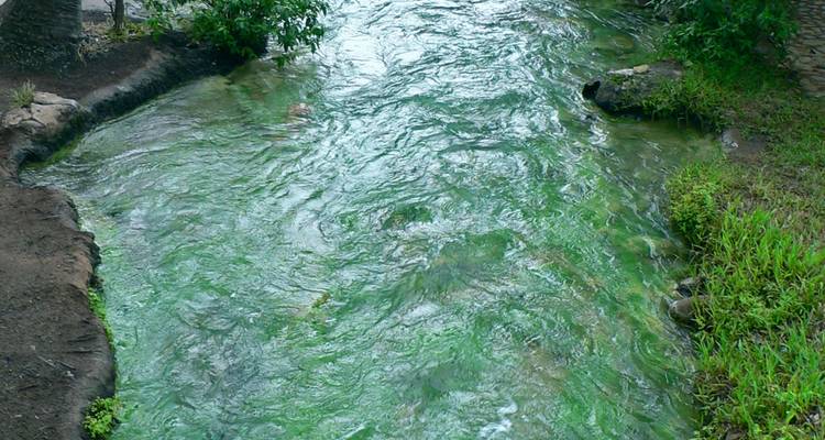 Primer plano de un arroyo poco profundo con algas verde brillante remolineando en el agua.