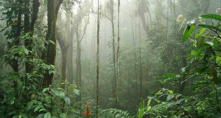 Selva tropical densa y brumosa con enredaderas colgantes y un exuberante follaje verde que crea una atmósfera misteriosa.