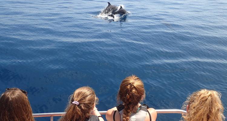 Grupo de viajeros observa un par de delfines saltando junto a un bote en las aguas tranquilas y azules del océano.