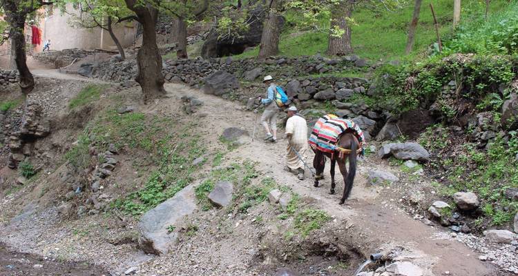 Hikers with a pack donkey follow a rugged trail through a green mountain valley.