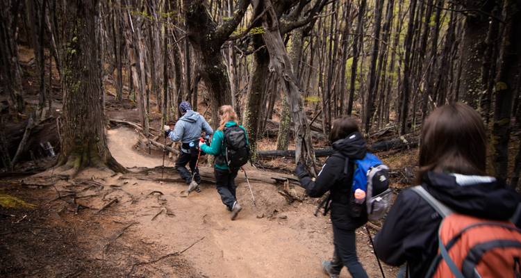 Gruppe von Trekkern mit Stöcken, die einen dichten, blattlosen Waldpfad entlanggehen