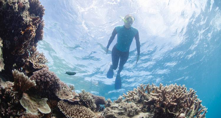 Ein Schnorchler gleitet über lebendige Korallenformationen in kristallklarem Wasser des Great Barrier Reef.