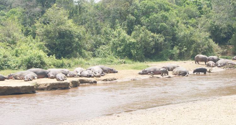 Decenas de hipopótamos descansan en una orilla de río fangosa y se remojan en agua poco profunda rodeados de exuberante vegetación.