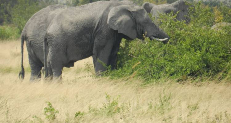 Pareja de elefantes africanos pastando en arbustos verdes en la alta pradera amarilla.