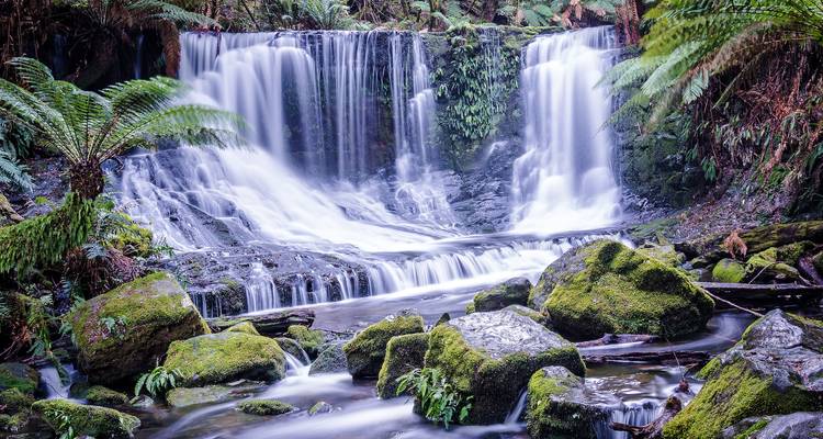 Un rideau soyeux d'eau s'écoule en cascade sur des roches couvertes de mousse dans une chute d'eau de forêt tropicale tempérée.