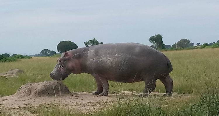 Ein großes Flusspferd steht auf offener Grasfläche unter bewölktem Himmel.