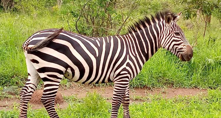 Nahaufnahme eines Zebras in der Seitenansicht zwischen frischem grünem Laub.