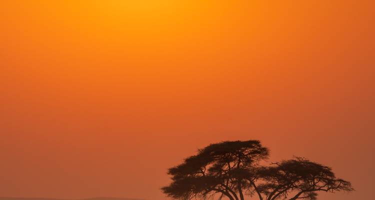 Coucher de soleil africain minimaliste orange avec silhouettes d'acacias à sommet plat à l'horizon.