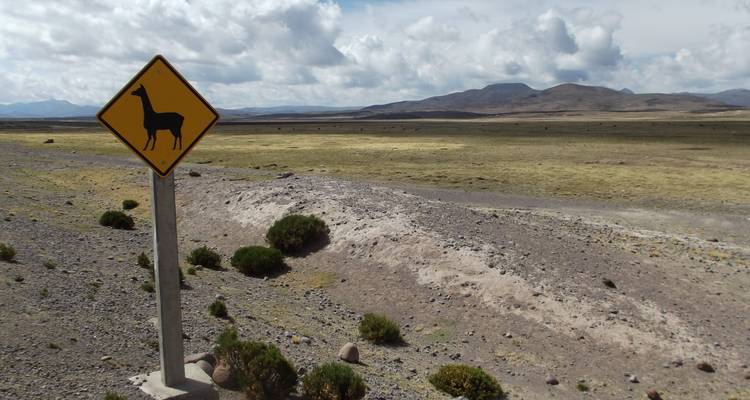 Geel verkeersbord met een lama-silhouet staat naast de uitgestrekte Altiplano-vlakte en verre heuvels.