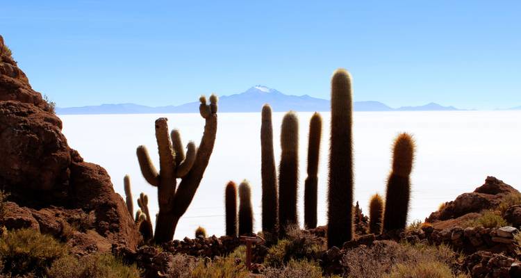 Hoge cactussen staan tegen het verblindend witte Salar de Uyuni met een ver weg gelegen vulkaan aan de horizon.