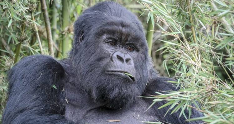 Portrait en gros plan d'un gorille adulte assis parmi des tiges de bambou en train de mâcher une feuille.
