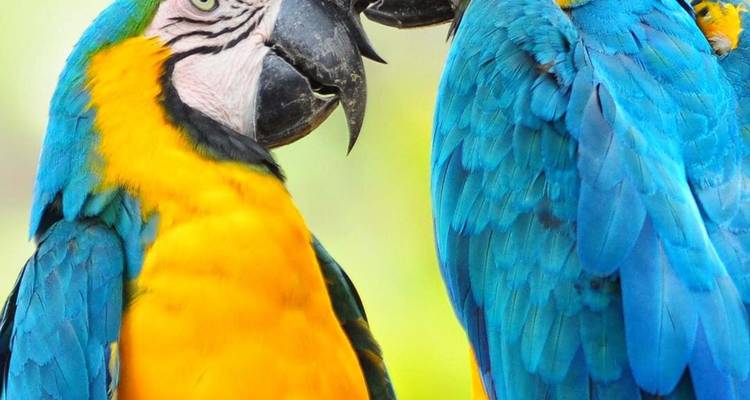 Levendige close-up van twee kleurrijke blauw-en-gele ara's die naast elkaar op een tak zitten.
