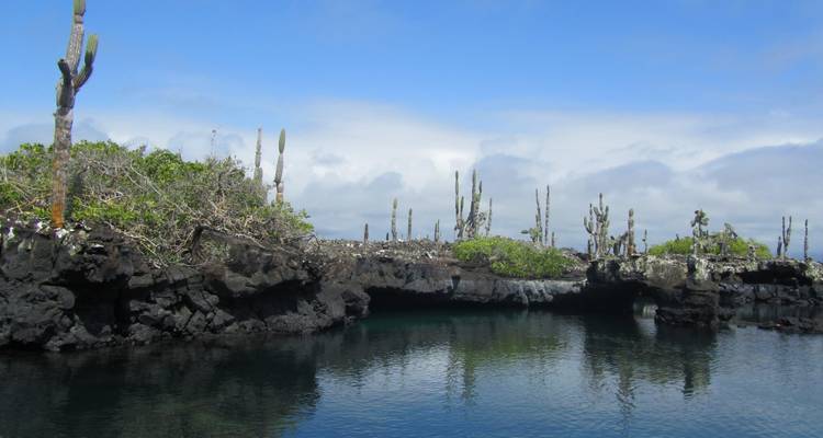 Las formaciones de roca volcánica negra y los altos cactus rodean una laguna tranquila en el Islote Las Tintoreras.