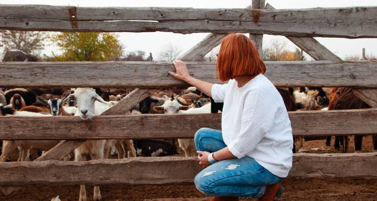 Mujer joven agachada junto a una cerca de madera rústica observando cabras en un corral de rancho.