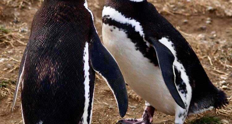 Dos pingüinos de Magallanes de pie en una orilla de tierra, mirándose el uno al otro.