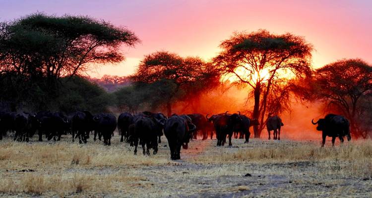 Silhouette de buffles contre un coucher de soleil orange flamboyant avec poussière et arbres luminescents.