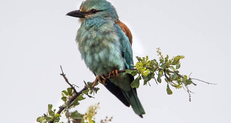 Un rodillo europeo de colores vibrantes se posa en una rama que está brotando contra un cielo gris limpio.