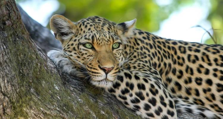Un leopardo con unos ojos verde penetrantes se relaja sobre una rama de árbol, su pelaje estampado en un enfoque bien nítido.