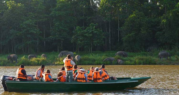 Touristen in Rettungswesten fotografieren eine Herde von Zwergelefanten, die neben einem Dschungelfluss grasen.