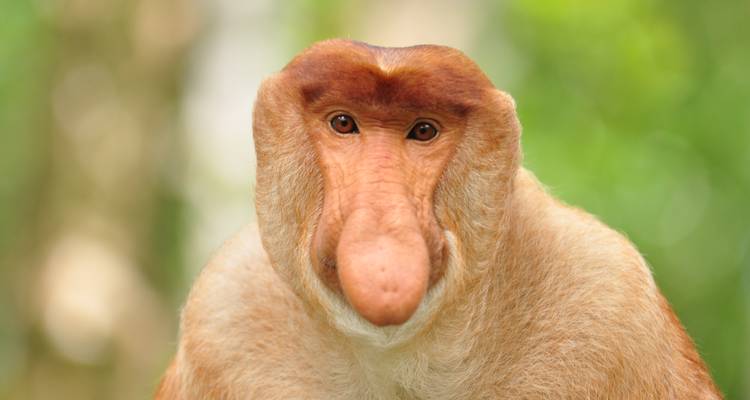 Nahaufnahme-Porträt eines Nasenaffen mit ausdrucksstarken Augen vor einem weichen grünen Hintergrund.