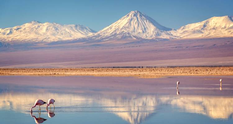 Des flamants roses se nourrissant sur une lagune aux eaux cristallines avec des volcans enneigés en arrière-plan.