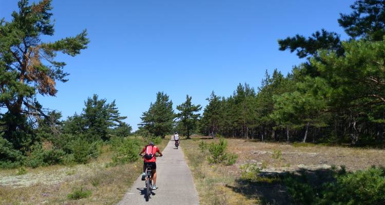 Cyclists ride along a narrow paved path through pine forest under a clear blue sky.