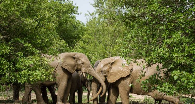 Een klein kudde olifanten interageert onder dichte groene bomen in Mole National Park.