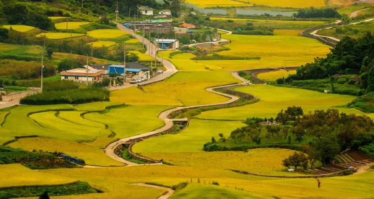 Sweeping view of golden rice paddies and winding country road through rural Korean countryside.