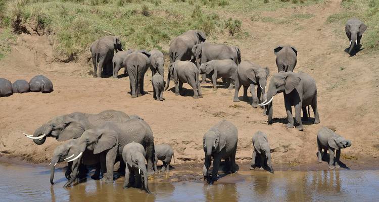 Grand troupeau d'éléphants s'abreuvant à un coude de rivière sur des berges sableuses dans la savane