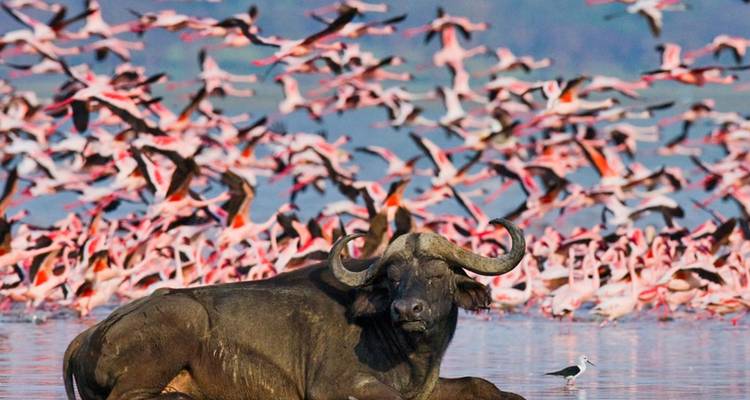 Le buffle du Cap se reposant dans un lac peu profond tandis que des milliers de flamants roses s'envolent derrière