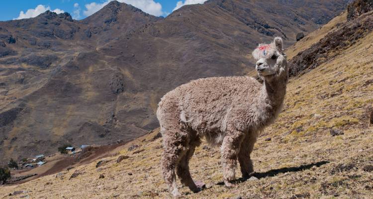 Un jeune alpaga debout sur un versant de montagne andin herbeux avec des pics escarpés en arrière-plan