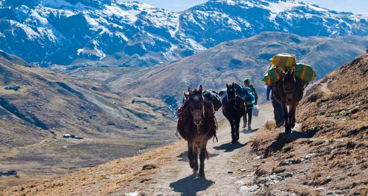 Les chevaux de bât et les trekkers qui montent sur un sentier de haute montagne flanqué de pics enneigés