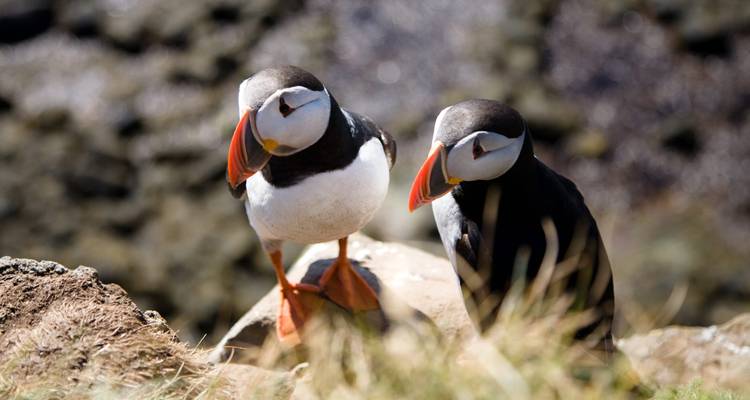 Gros plan de deux macareux perchés sur le bord d'une falaise herbeuse avec la mer floue en dessous.