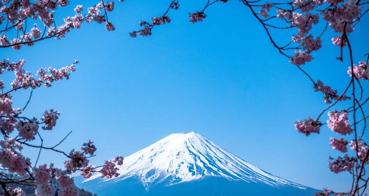 El Monte Fuji cubierto de nieve enmarcado por ramas de flores de cerezo rosa contra un cielo azul brillante