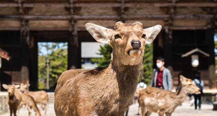 Primer plano de venados amistosos en el parque de Nara con visitantes desenfocados de fondo