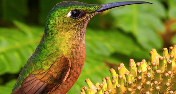 Primer plano de un colibrí vibrante verde y color óxido posado al lado de una espiga de flor amarilla