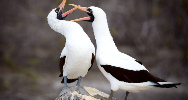 Dos aves marinas se enfrentan llamándose la una a la otra sobre una roca, mostrando sus cuerpos blancos y bandas negras en las alas