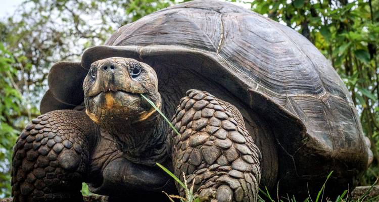 Retrato de primer plano de una tortuga gigante comiendo pasto rodeada de follaje exuberante