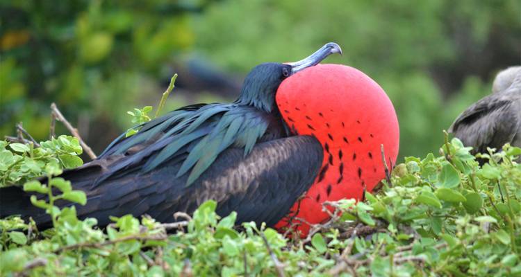 Magnífico ave fragata macho con su bolsa gular roja brillante inflada descansando entre arbustos verdes